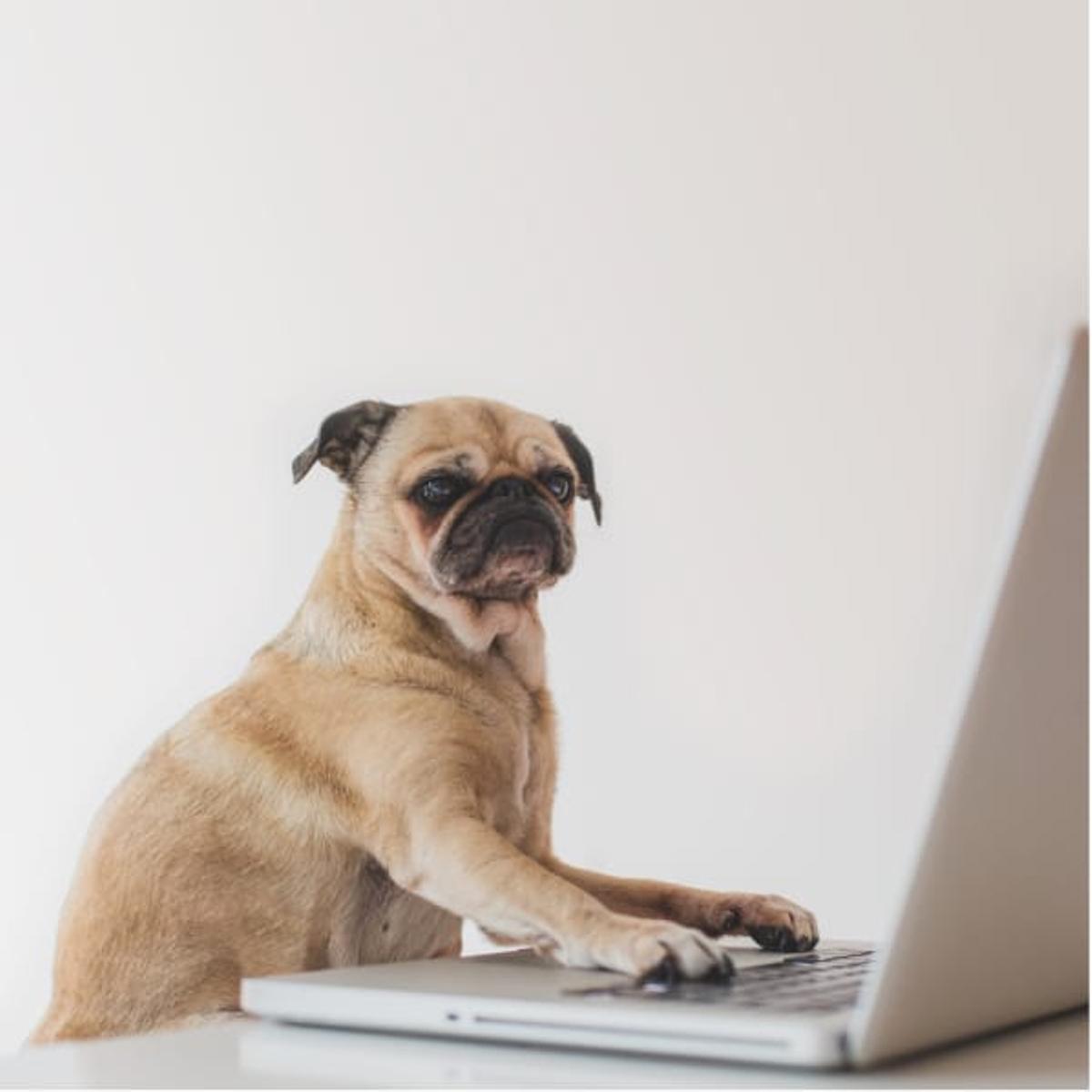 Pug working on laptop